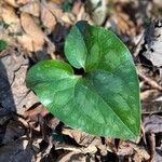 Hexastylis arifolia Hostoa