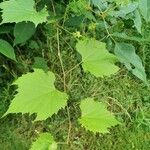 Vitis riparia Folha