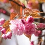 Prunus serrulata Blomma