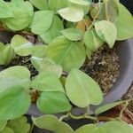 Philodendron cordatum Diğer