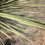 Yucca elata Blad