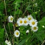 Erigeron annuus 花