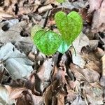 Smilax rotundifolia Leaf