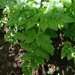 Oenanthe sarmentosa Leaf