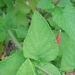 Salvia coccinea Leaf