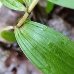 Cephalanthera longifoliaഇല