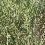 Baccharis spicata Hoja