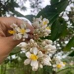 Miconia albicans Цвят