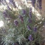 Lavandula angustifoliaFlower