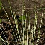 Vulpia unilateralis 形態