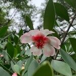 Clusia rosea Λουλούδι