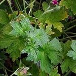 Geranium × riversleaianum