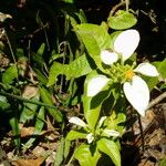 Mussaenda frondosa Habit