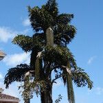 Caryota urens Habit