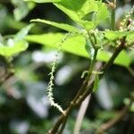 Boehmeria japonica Fiore