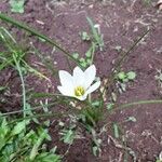 Zephyranthes candida Flor
