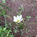 Zephyranthes candida Кветка