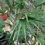 Trachycarpus fortunei Habit