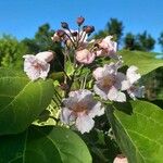 Catalpa fargesii Цветок