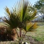 Latania lontaroides Habit