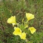 Oenothera glazioviana Blüte