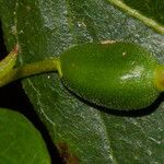 Antirhea rhamnoides Fruto