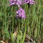 Orchis italica Květ