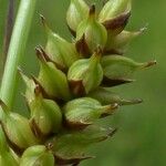 Carex hostiana फल