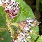 Petasites pyrenaicusFlower