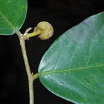 Uvaria obanensis Otro