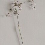 Luzula sylvatica Çiçek