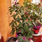Schefflera arboricola Blad