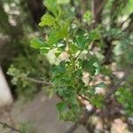 Searsia undulata Leaf