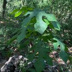 Sterculia appendiculata 葉