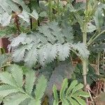 Melianthus major Blatt