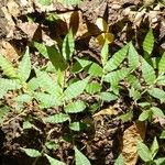 Oplismenus undulatifolius Leaf