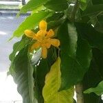 Michelia champaca Fleur