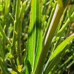 Hypericum linariifolium Leaf