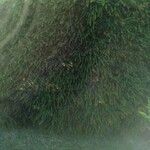 Melaleuca alternifolia आदत