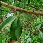 Zanthoxylum asiaticum पत्ता