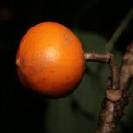 Vasconcellea microcarpa Fruit