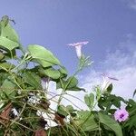 Ipomoea tiliacea Hàbitat