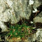 Carex firma आदत