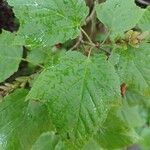 Acer capillipes Folha