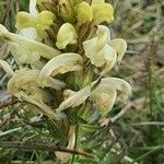 Pedicularis comosa Flor