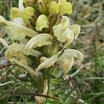 Pedicularis comosa Kukka