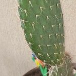 Opuntia leucotricha Blatt