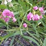 Lathyrus sylvestris Çiçek