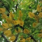 Caragana arborescens Λουλούδι