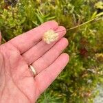 Eriophorum virginicum Fruchs